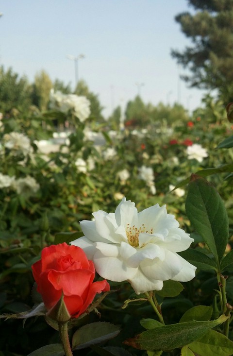 rose