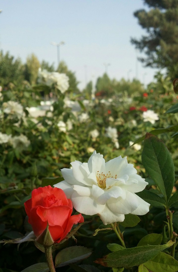rose