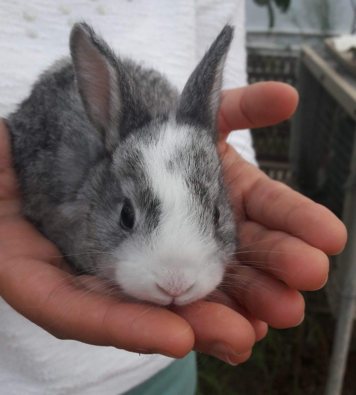 Bunny ❤️