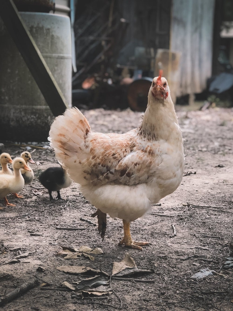 hen