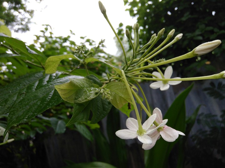 nice flowers