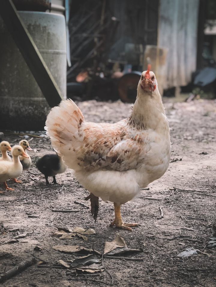 hen