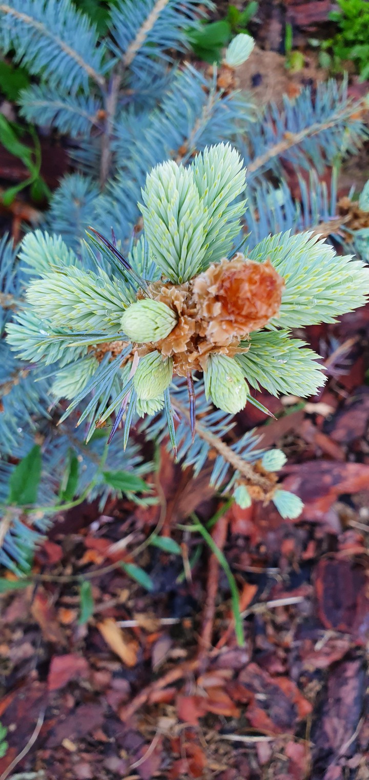 spruce ёлка