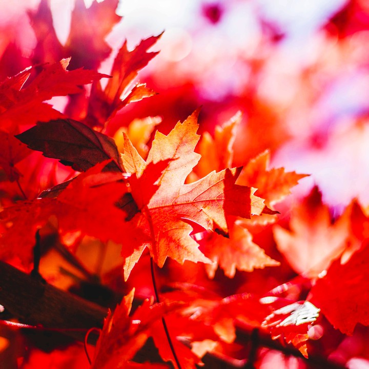 Autumnistic