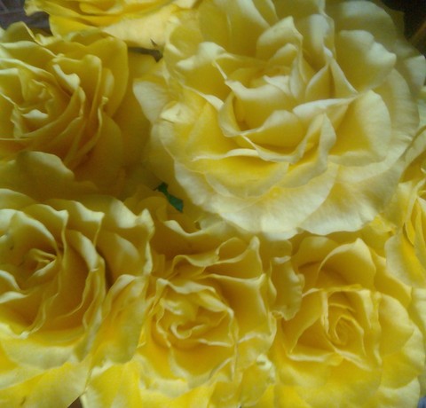 rose, beauty wallpapers