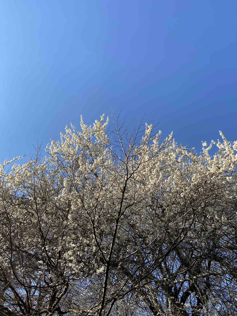 blossom