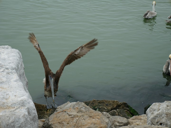 Pelicans