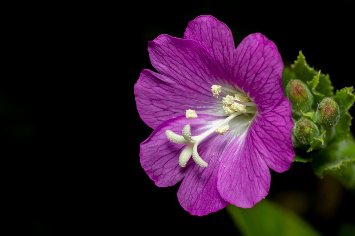 Willowherb