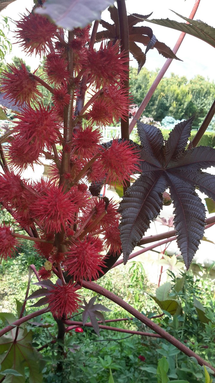 flower