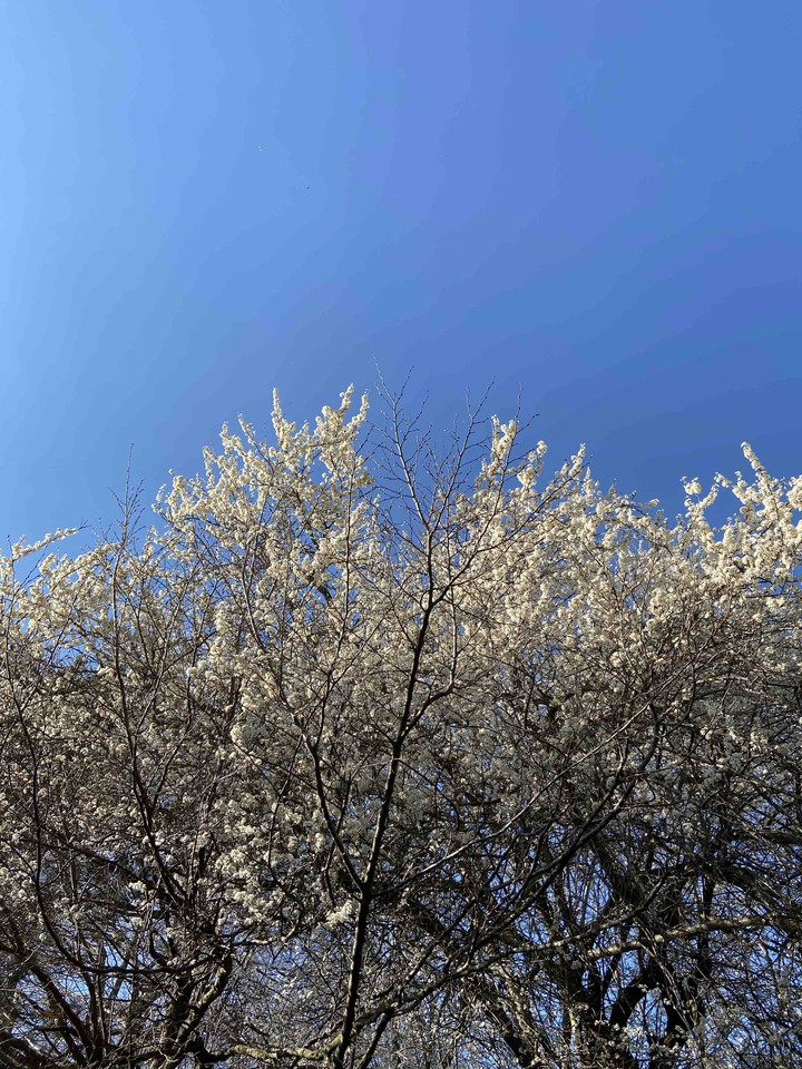 blossom