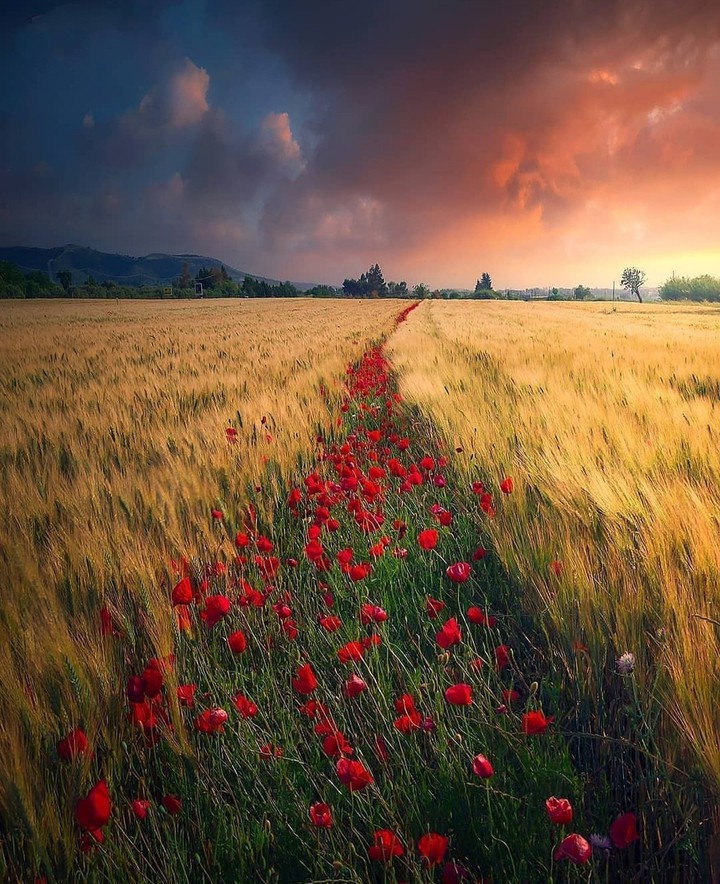 road of poppies ...