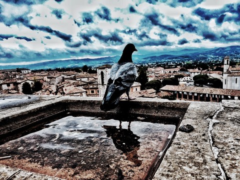 The bird and landscape