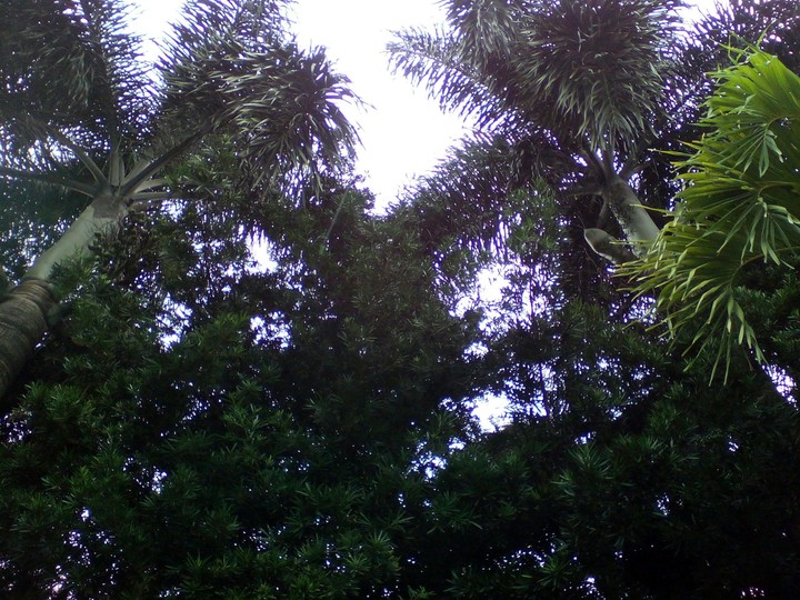 High up Trees