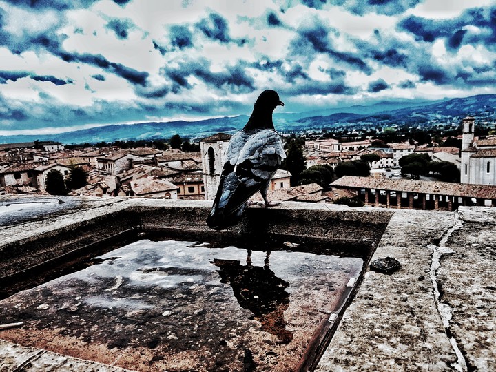The bird and landscape
