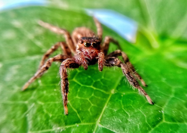 spider