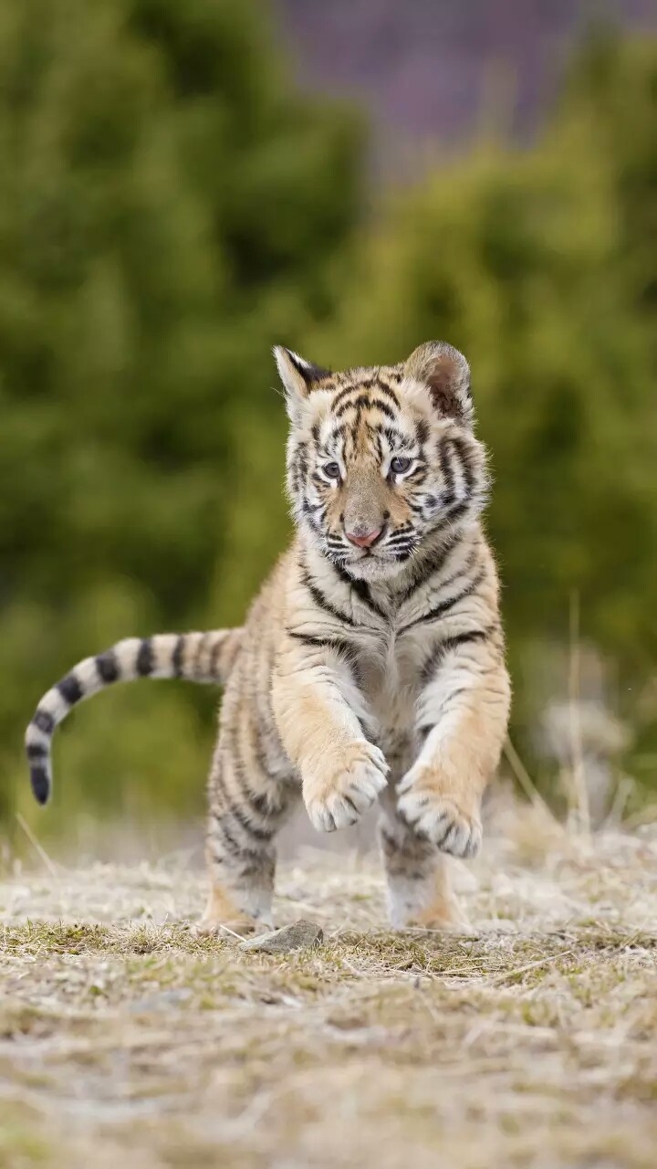 Lovely Animals