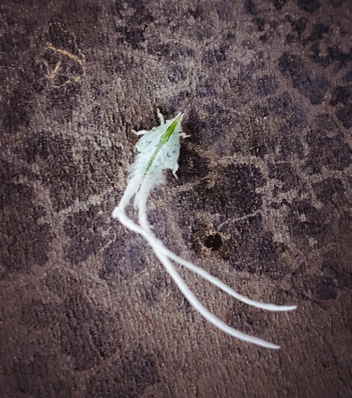 i dont know what is this but it is a insect