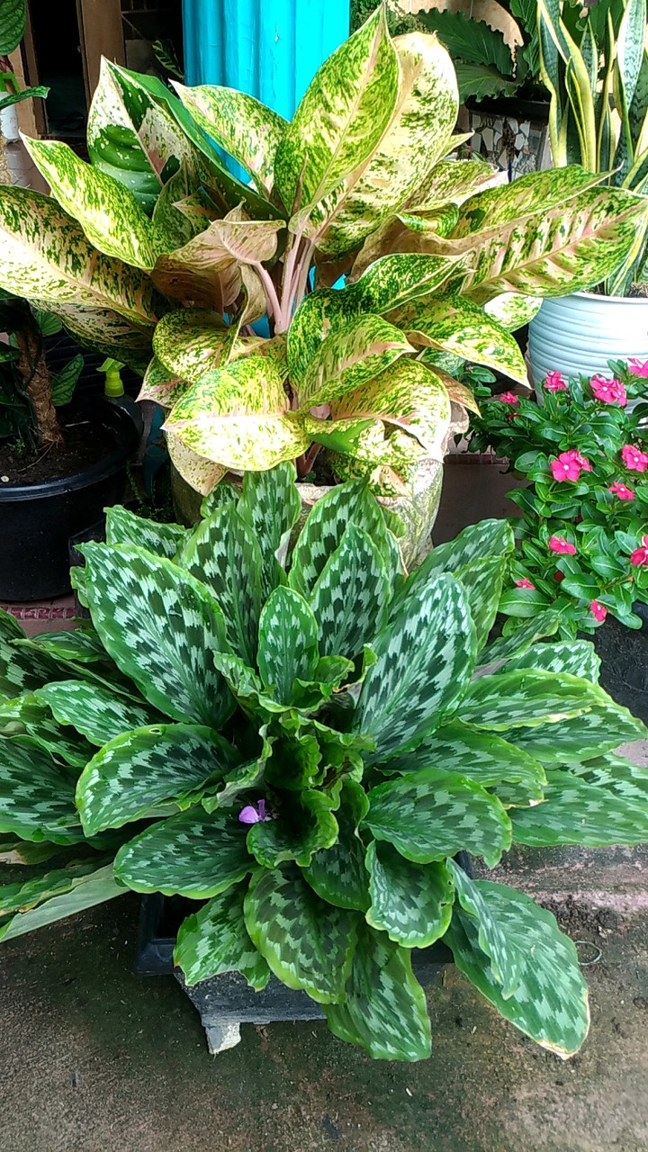 merak