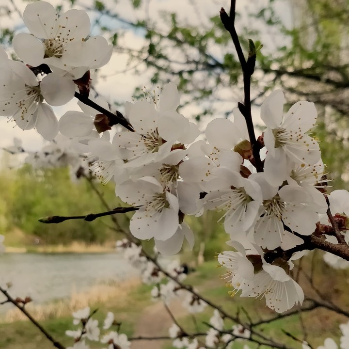 spring