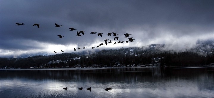 birds
