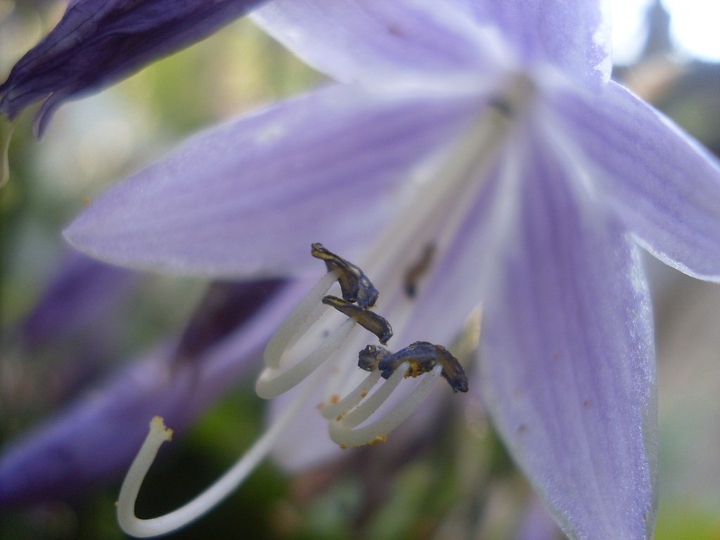 macro