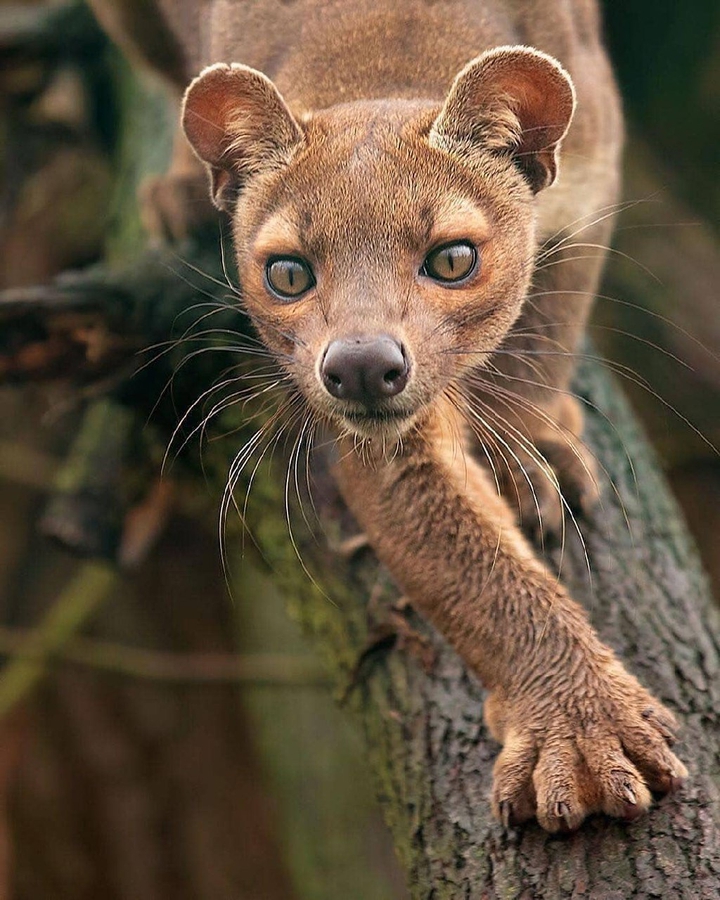 Fossa❤️
