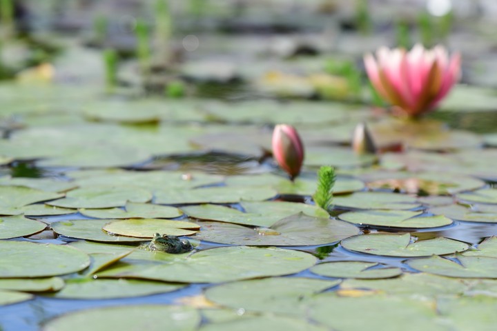lake