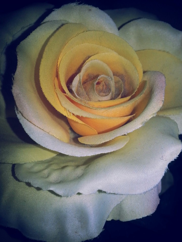 A Rose