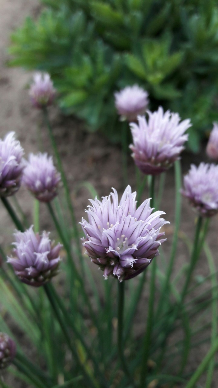 Allium Schoenoprasum