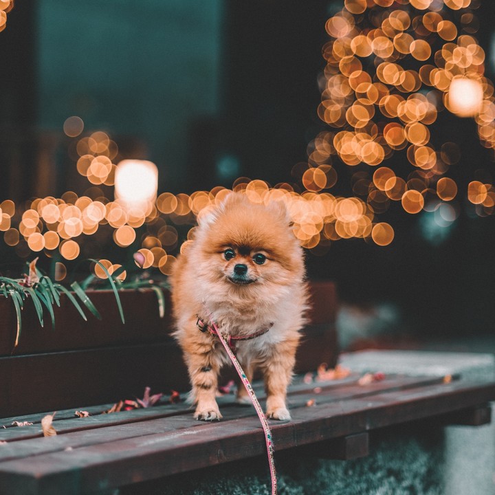 dog