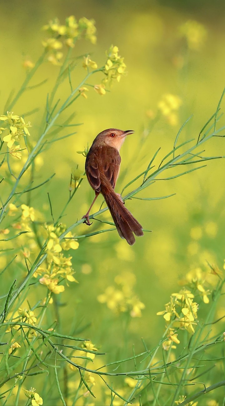bird