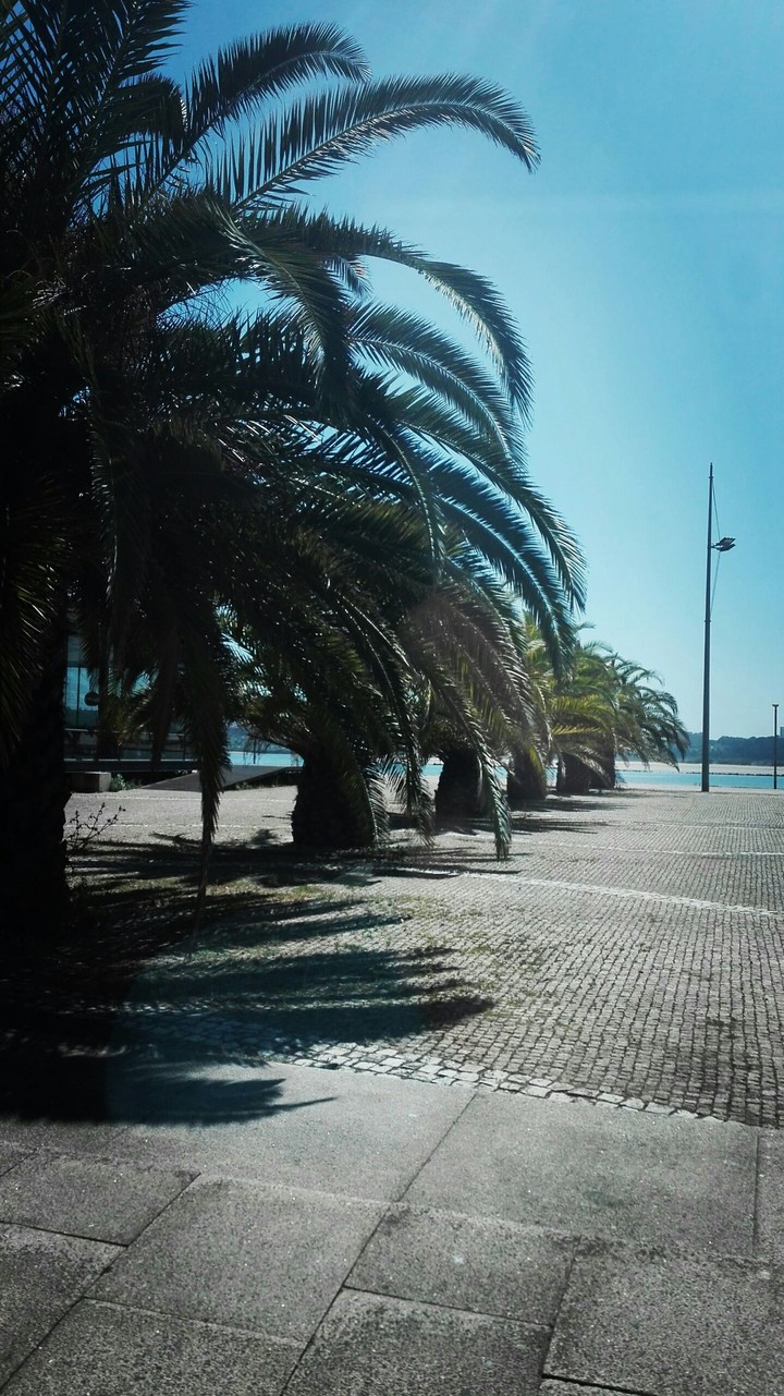 Palmeira