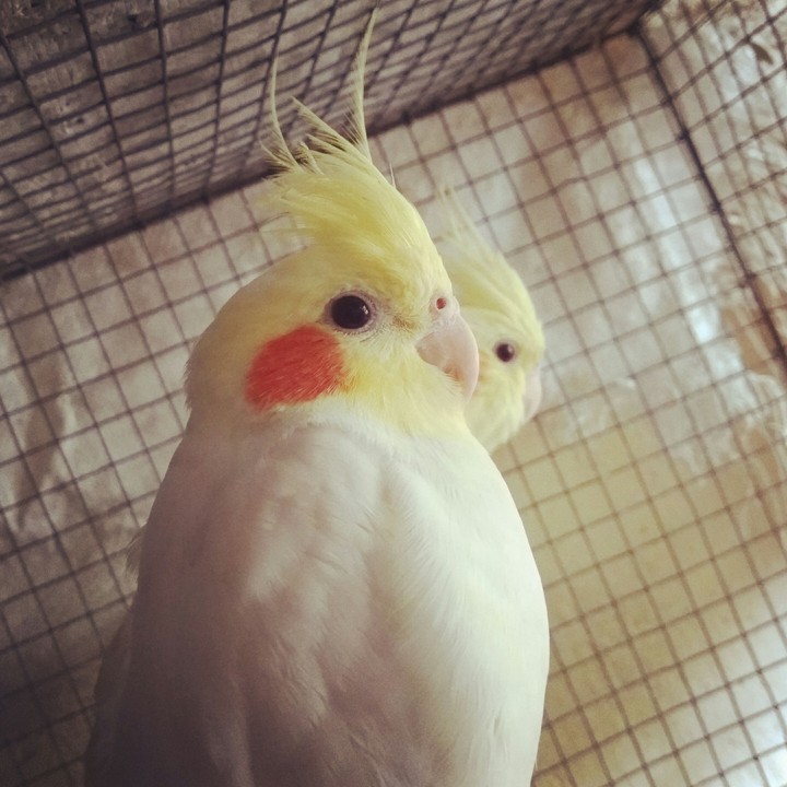 cocktail bird