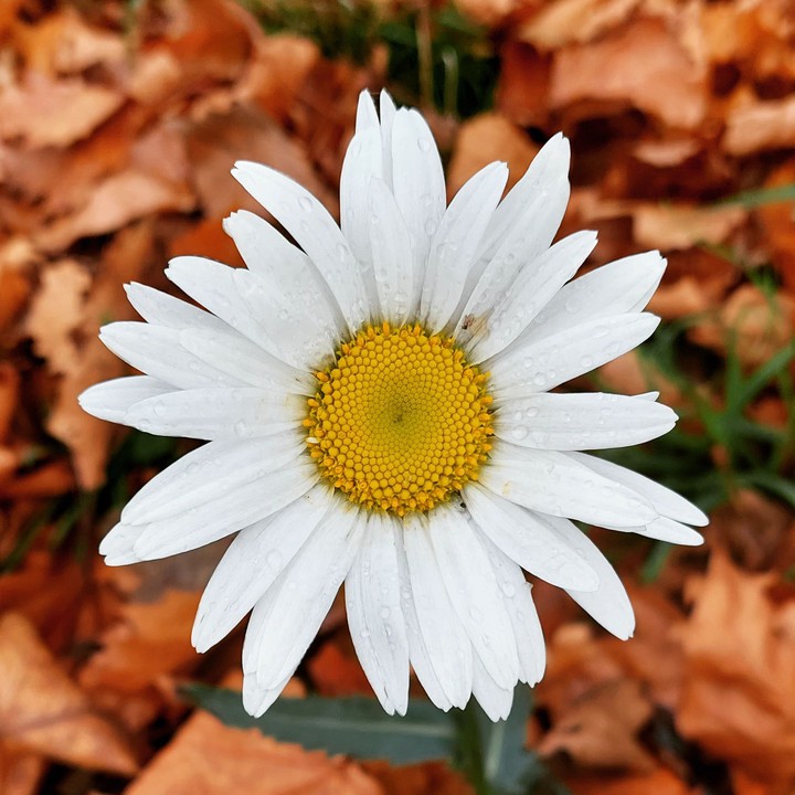 daisy autumnal display