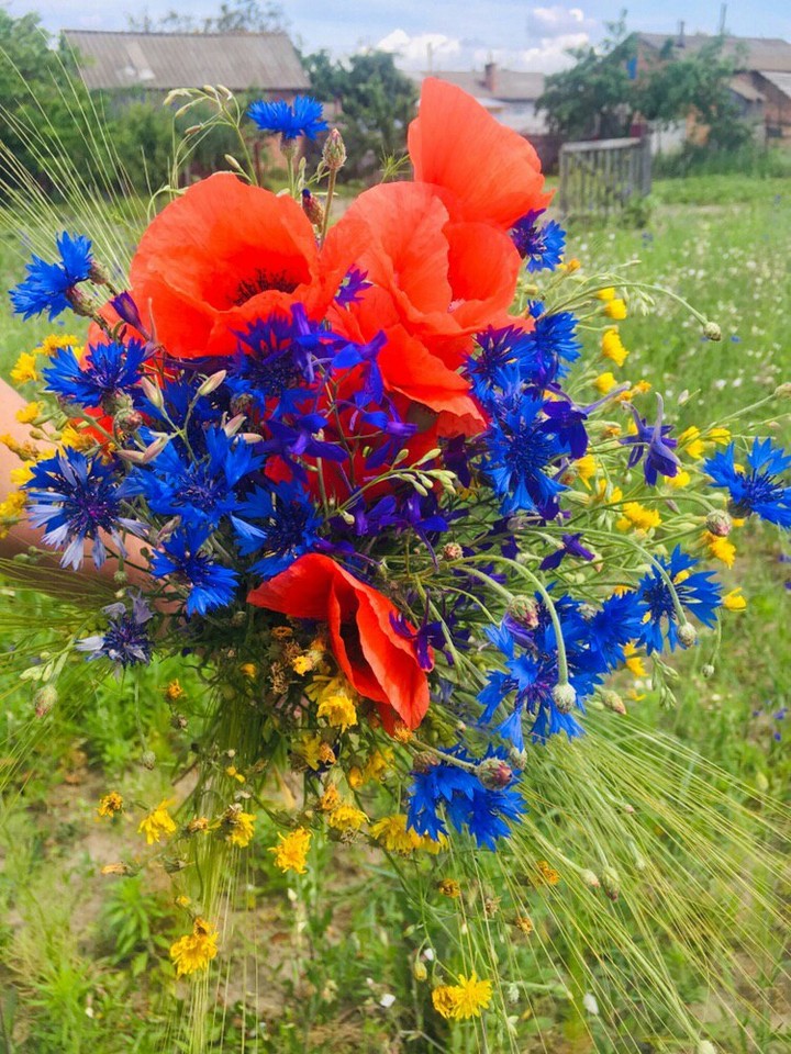 Wildflowers