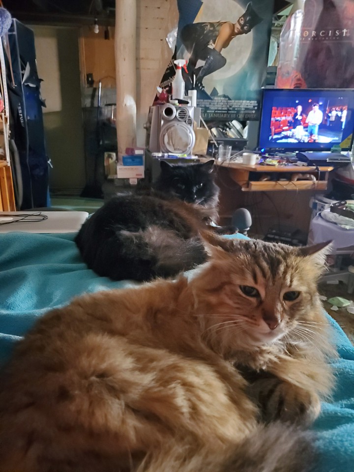 girl cats