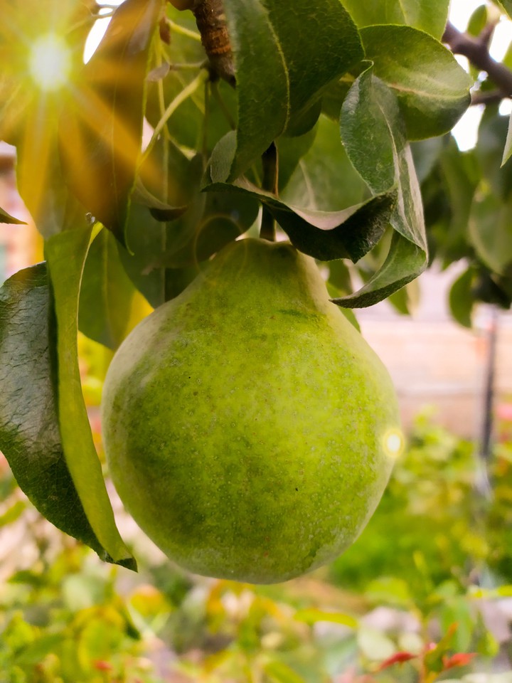 pear