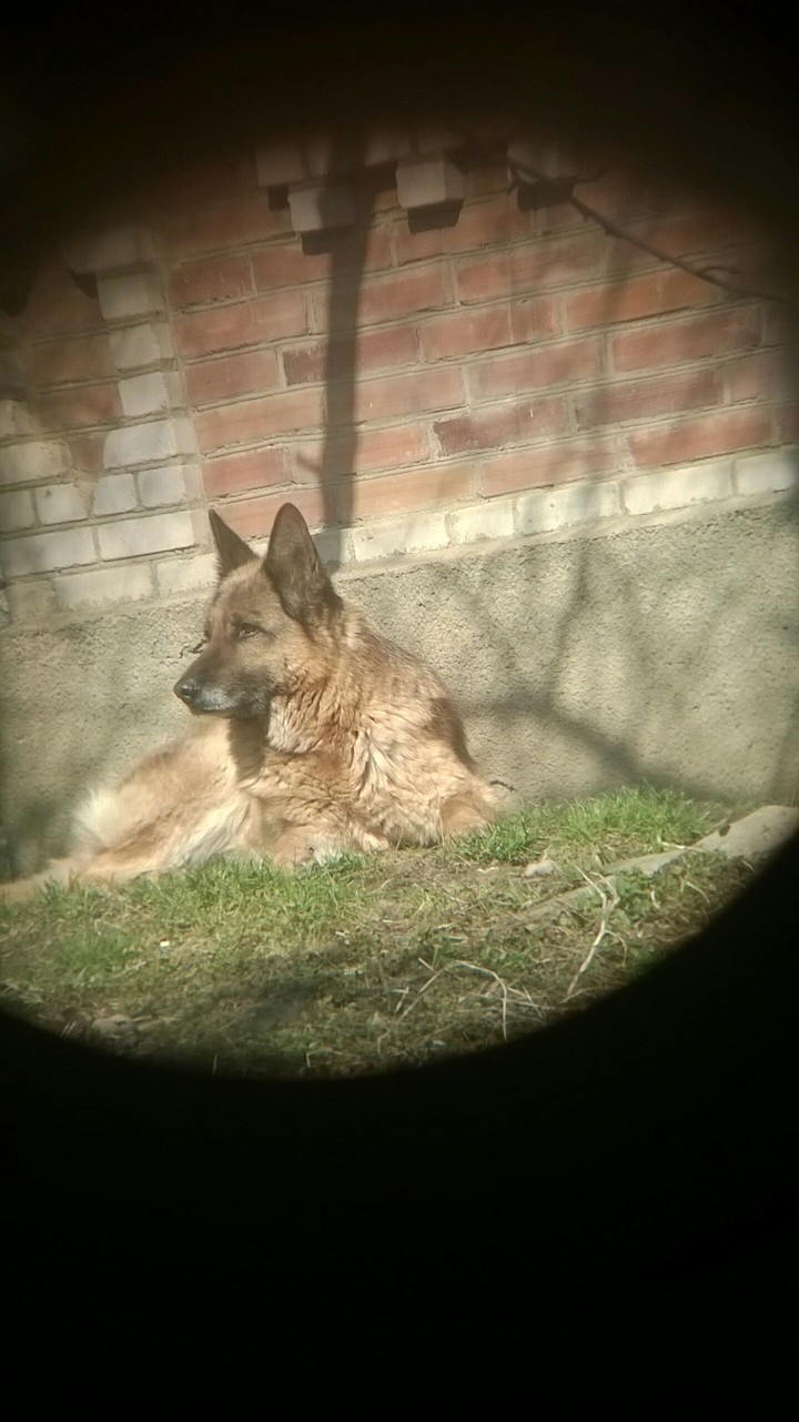 dog