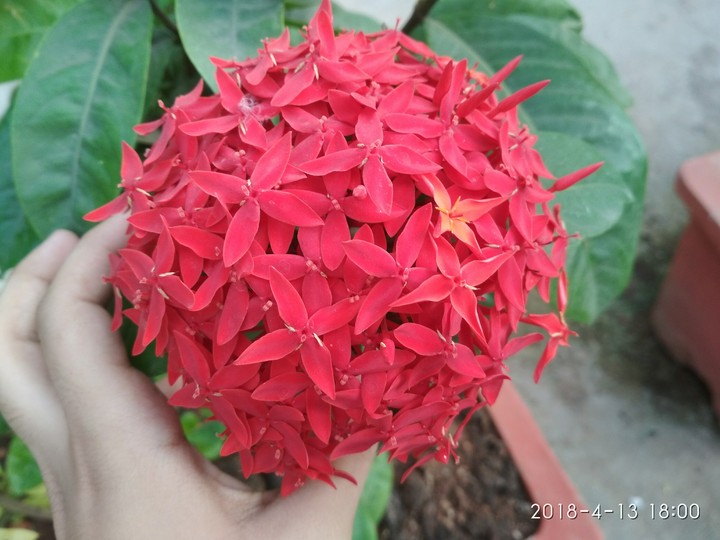 A BEAUTIFUL FLOWER