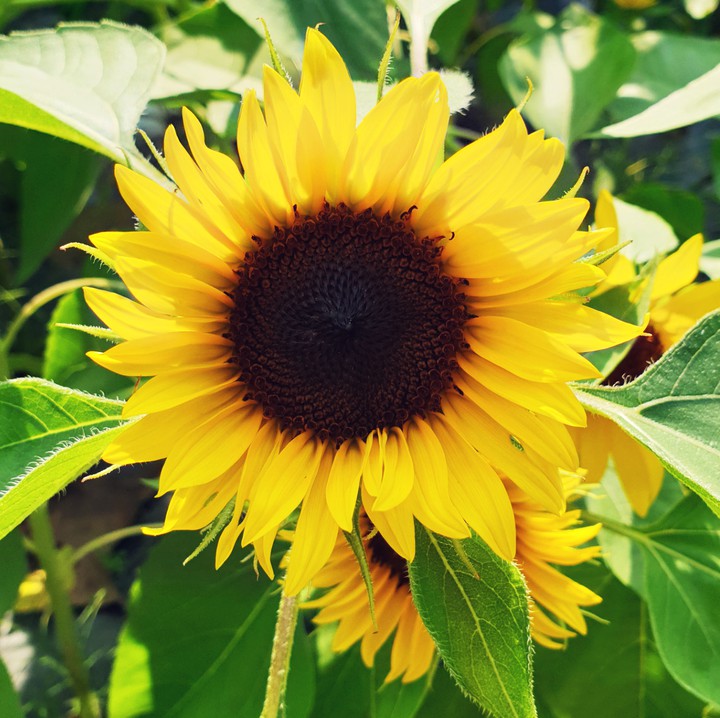 sunflower