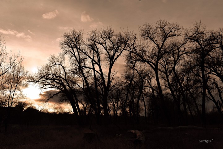 lion king