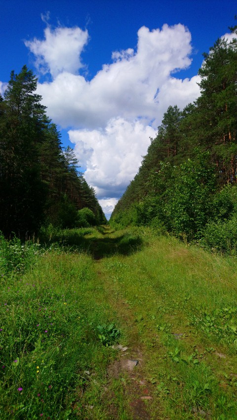 лесная дорога