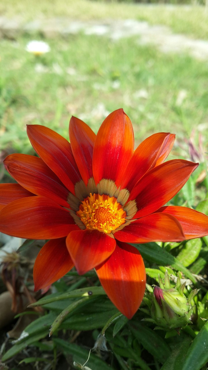 red flower