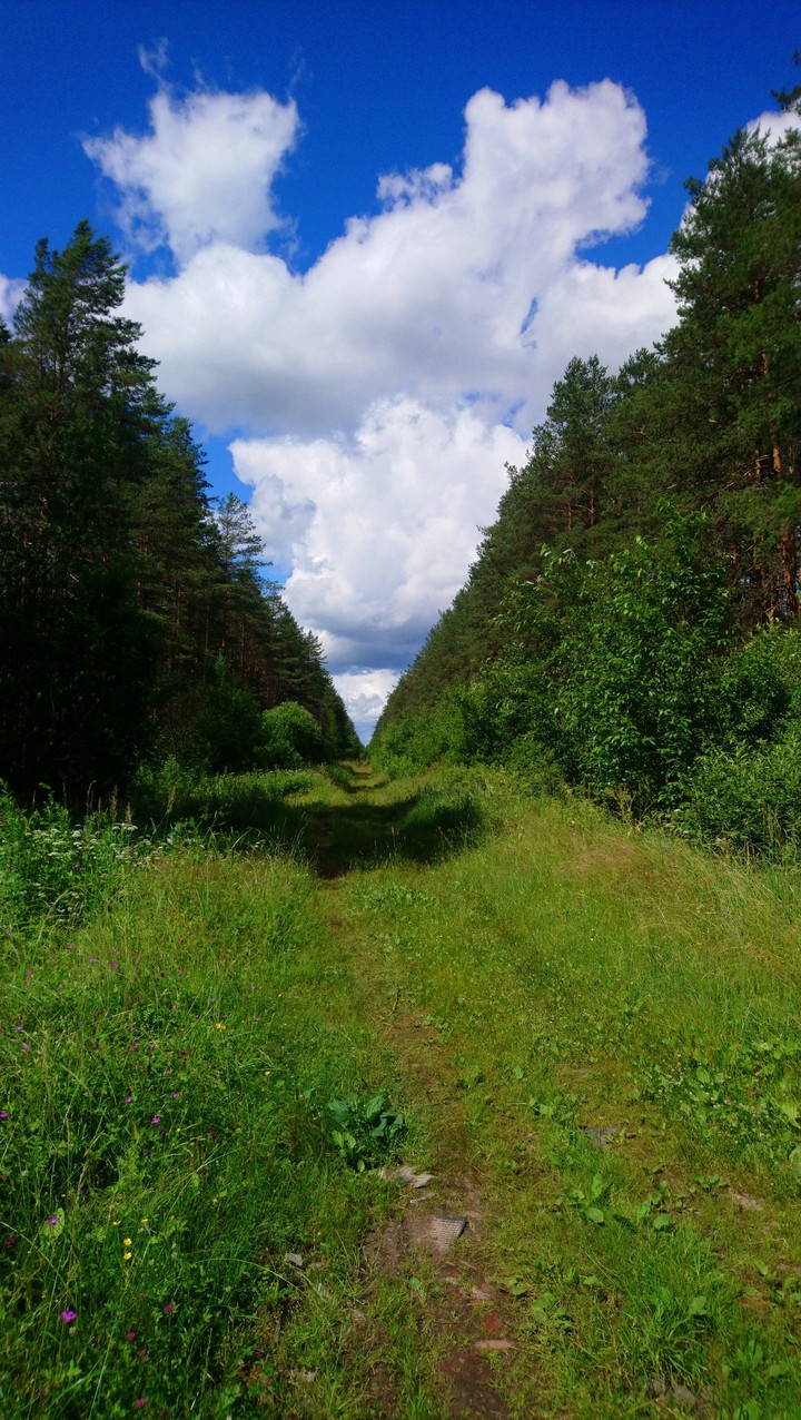 лесная дорога
