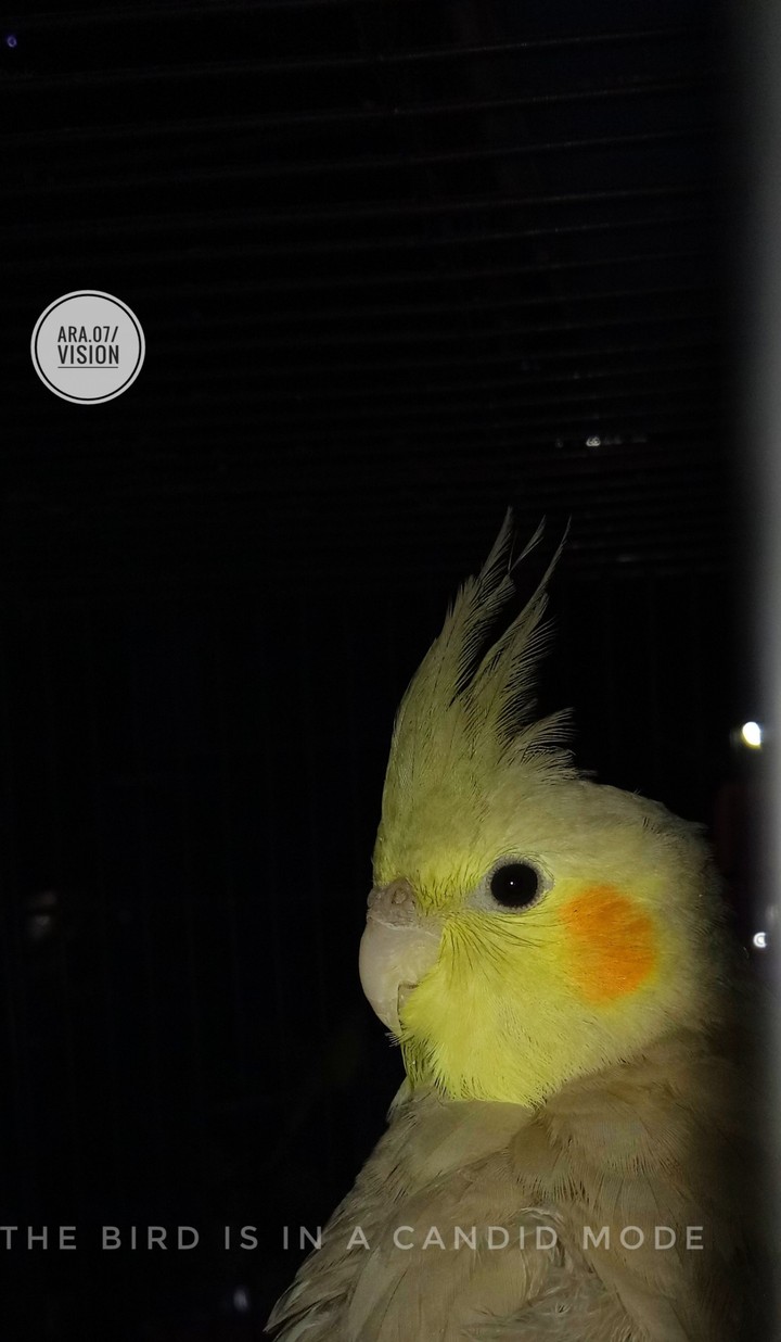 pet parrot