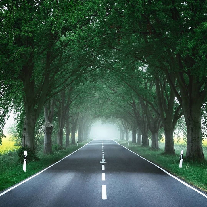 beautiful Road Tree