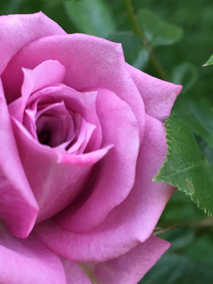 purple flower