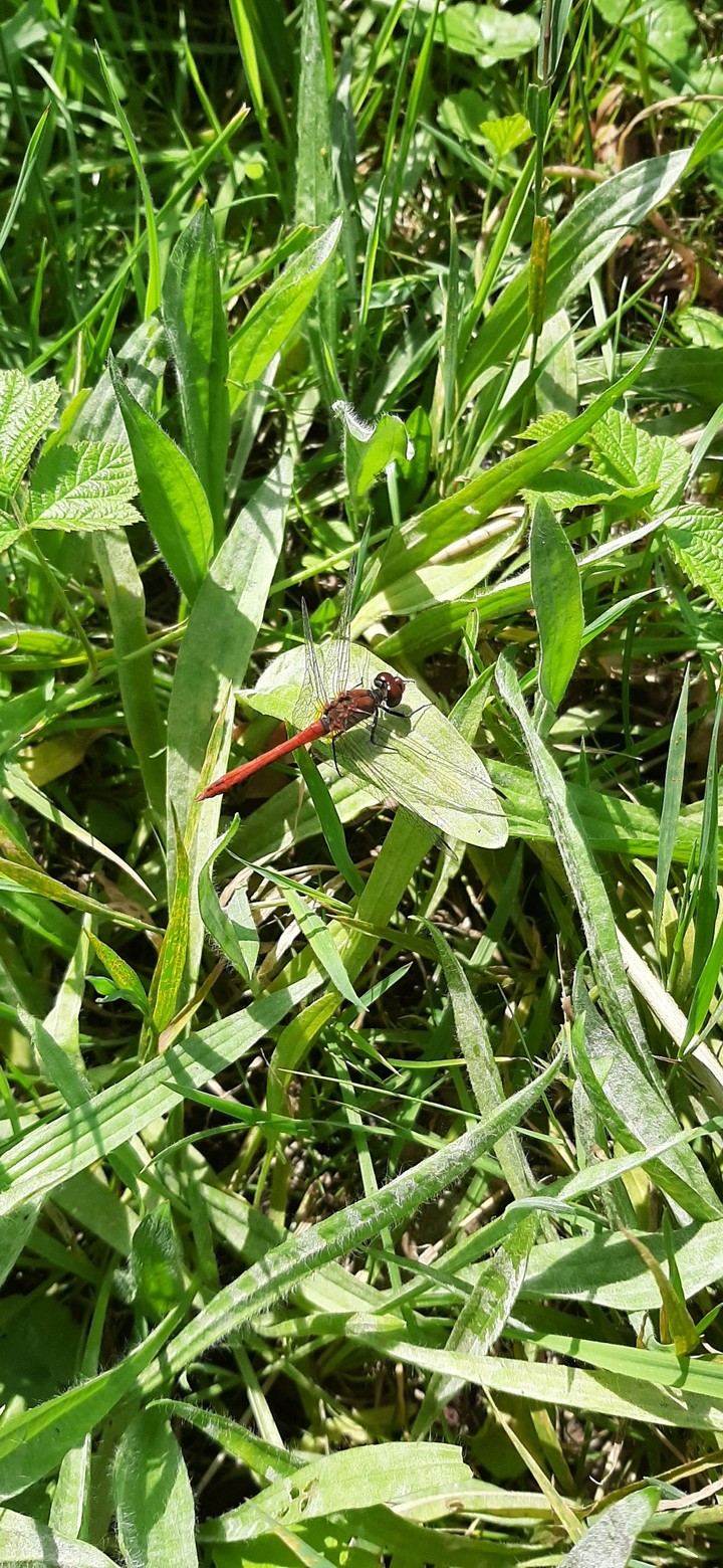 libelle