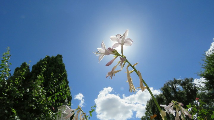 Flower (dunno what make)