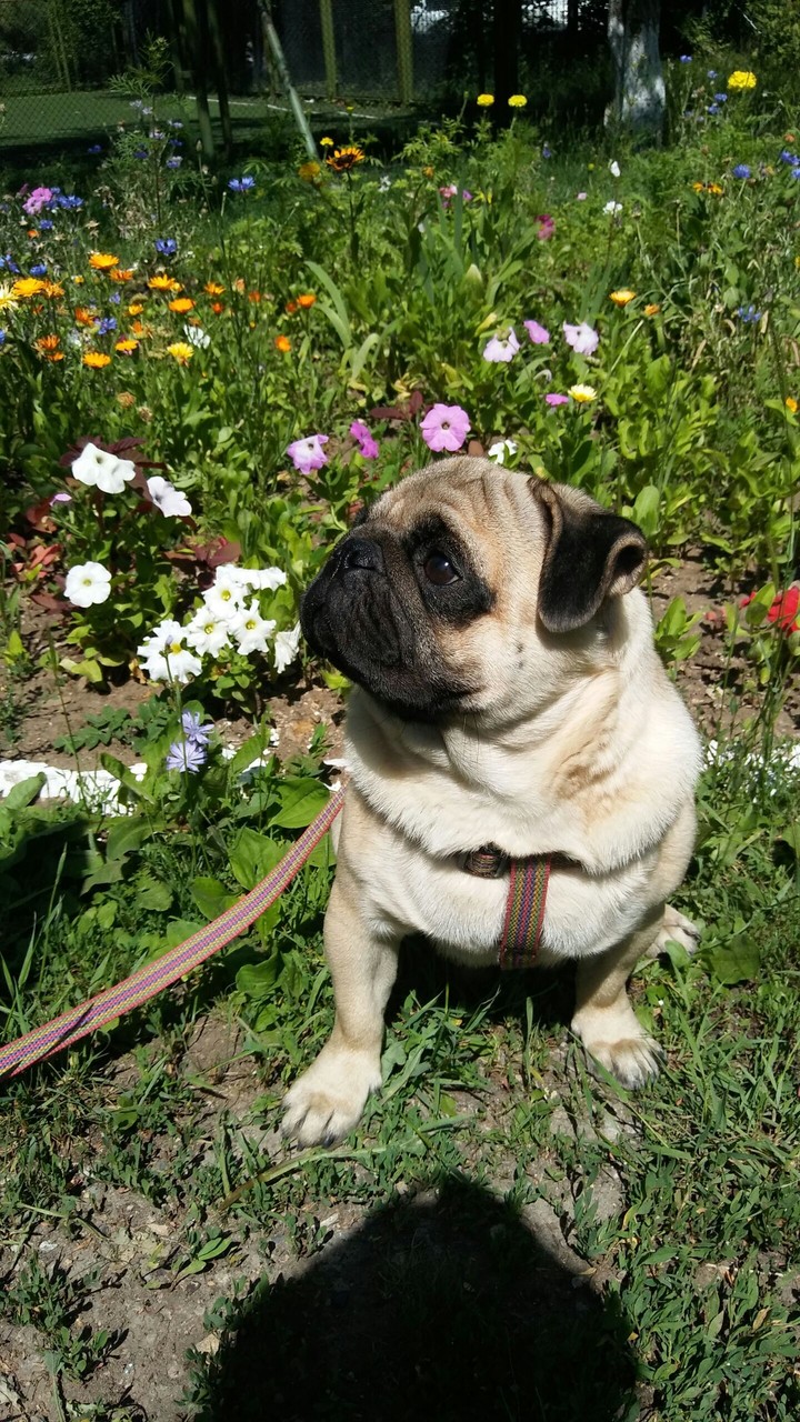 Pug